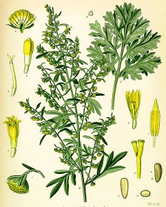  Artemisia absinthium 